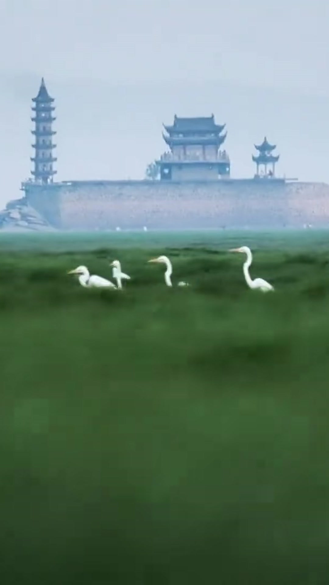 预览图片